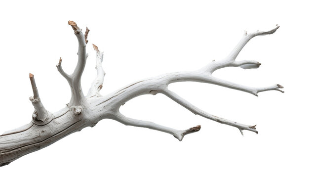 Tronco de &aacute;rbol seco aislado sobre fondo transparente. PNG. 