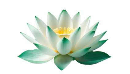 Flor de loto aislada sobre fondo transparente. PNG. 