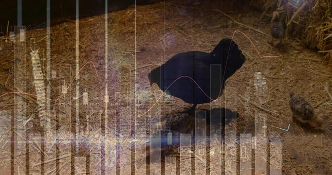 Financial growth being animated in barn coop scene, with hen pecking straw and red line chart