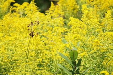Yellow Goldenrod Vibrant Meadow Bloom of Late Summer