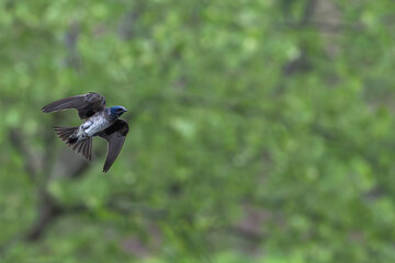 Purple martin in flight against green leaves.