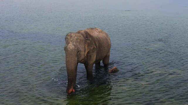 Top view of wid elephant in the lake in the national park. Wild animals. Sri Lanka.