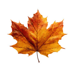 Obraz premium Single Vibrant Autumn Maple Leaf Isolated on Green Transparent background