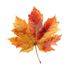Fototapeta premium Single Vibrant Autumn Maple Leaf Isolated on Green Transparent background