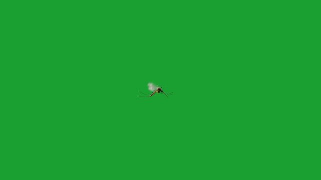 Flying mosquito isolated on green screen background, detailed insect in motion with transparent wings, useful for compositing, pest control themes, biology visuals, or environmental footage