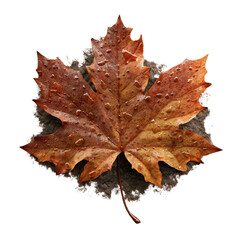 Fototapeta premium Dew-Kissed Autumn Maple Leaf on Ground