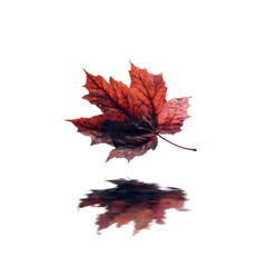 Fototapeta premium Autumn Maple Leaf Reflecting in Puddles