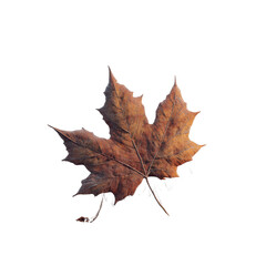Fototapeta premium Single Dried Maple Leaf on White Transparent background