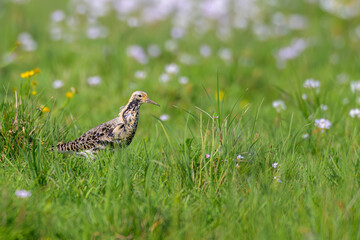 Kampfläufer Calidris pugnax ruff