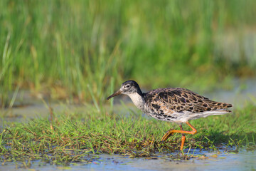 Kampfläufer Calidris pugnax ruff