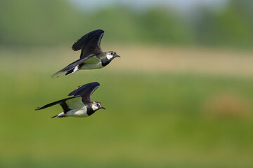 Kiebitz vanellus lapwing