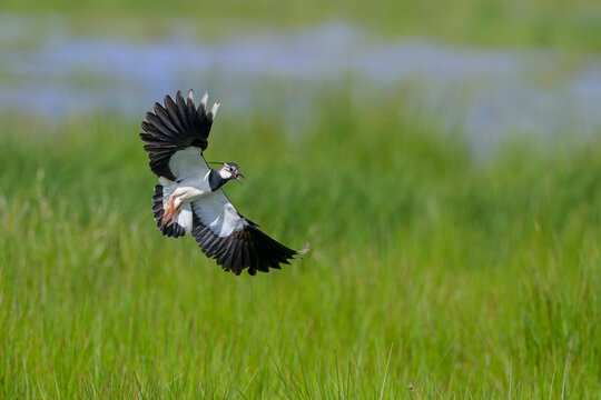 Kiebitz vanellus lapwing