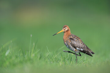 Uferschnepfe limosa black-tailed godwit