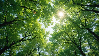 Sunburst Through Verdant Canopy: A Worm's-Eye View of Forest Maj