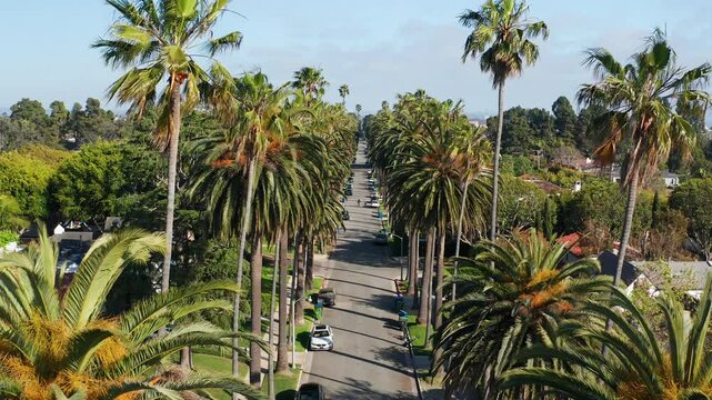 Aerial view of beautiful palm trees in Santa Monica Los Angeles California 22