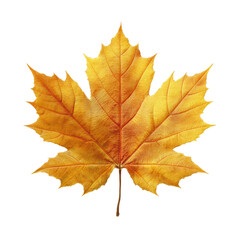Obraz premium Single Golden Autumn Maple Leaf Isolated on Green Transparent background