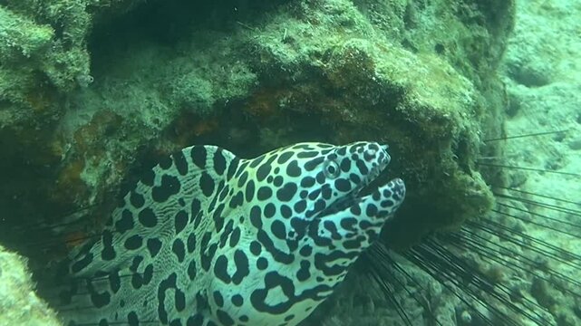 Leopard Moray Eel Opening and Closing Mouth in Coral Reef, Pulau Redang, Malaysia

