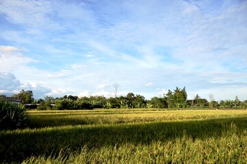 Fototapeta premium Bright blue sky with white clouds in a rice field area, Yogyakarta, Indonesia