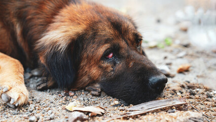 Sad brown dog with red eye lies on ground surrounded by dry leaves and small stones, showing calm expression
