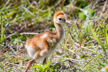sandhill crane chick 2