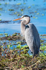 Great Blue Heron profile
