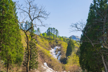 新緑の樹木と残雪の山肌
