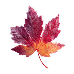 Frosted Autumn Maple Leaf - Vibrant Red and Orange Fall Foliage