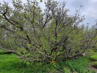 Beautiful botanical shot, natural wallpaper. Cotinus coggygria is in the garden.
