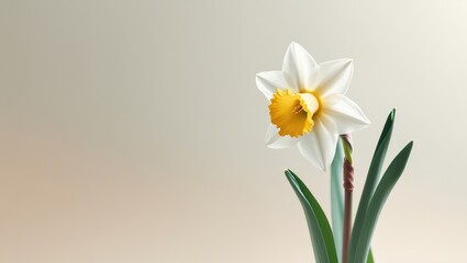 Fototapeta premium Minimalist flower photography with soft background, Airy spring flower with ample text space, Delicate daffodil or tulip in serene composition
