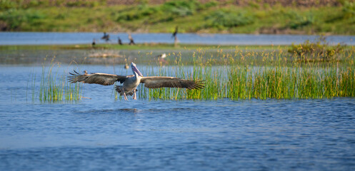 A spot-billed pelican takes flight over a lagoon in Mannar, Sri Lanka, with wings fully spread and water plants below.