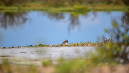 A Common sandpiper (Actitis hypoleucos), a wading bird, stands by a shallow pool in the wetlands of Mannar, Sri Lanka. 