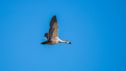 Indian spot-billed duck in flight against a clear blue sky, its wings spread wide. Taken in Mannar,...