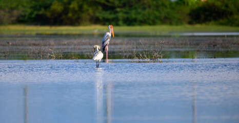 Eurasian spoonbill wades gracefully through the shallow waters of a wetland in Mannar, Sri Lanka. 