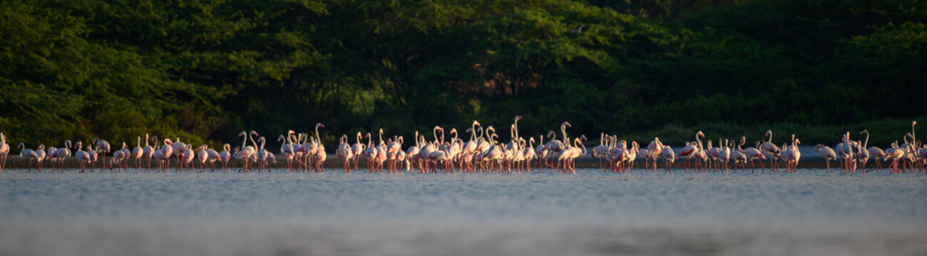 A large flock of greater flamingos (Phoenicopterus roseus) gathers at the edge of the water in Mannar, Sri Lanka