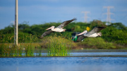Two spot-billed pelicans glide gracefully above the water in Mannar, Sri Lanka, with wetland reeds and green foliage in the background