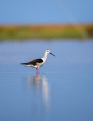 A black-winged stilt (Himantopus himantopus) stands gracefully in shallow blue water, long pink legs and slender black beak mirrored perfectly in the calm surface. Captured in Mannar, Sri Lanka