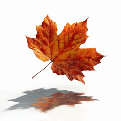 Single Autumn Maple Leaf Reflecting on Water, Isolated on White Transparent background