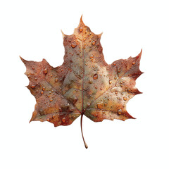 Fototapeta premium Dew-Kissed Autumn Maple Leaf on Teal Transparent background