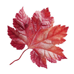 Single Red Autumn Leaf with Frost Detail, Isolated on Green Transparent background
