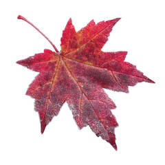 Frosted Red Maple Leaf on Green Screen