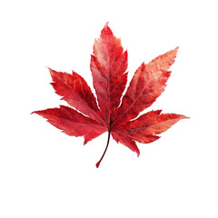 Vibrant Red Maple Leaf Isolated on Green Transparent background
