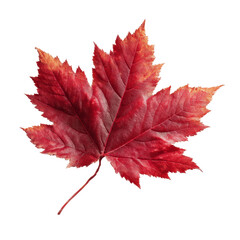 Single Vibrant Red Maple Leaf Isolated on Green Transparent background
