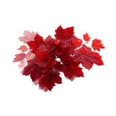 Vibrant Red Maple Leaves Cluster, Autumn Foliage