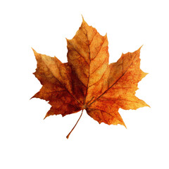 Fototapeta premium Single Dried Orange Maple Leaf Isolated on Green Transparent background