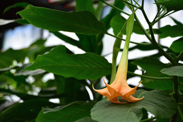 Angel's Trumpet. Brugmansia ‘Charles Grimaldi’