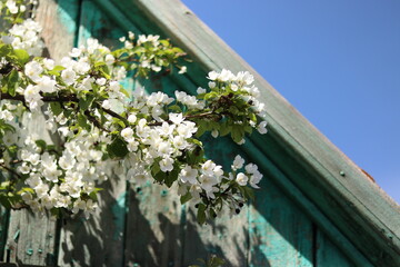 flowers in the window