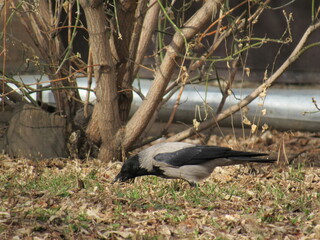 black winged blackbird