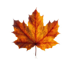 Fototapeta premium Single Vibrant Autumn Maple Leaf Isolated on White Transparent background