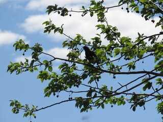 bird on tree
