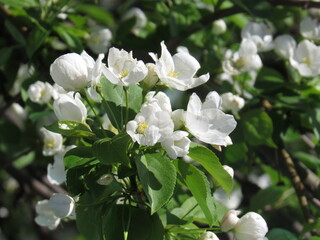 apple tree blossom